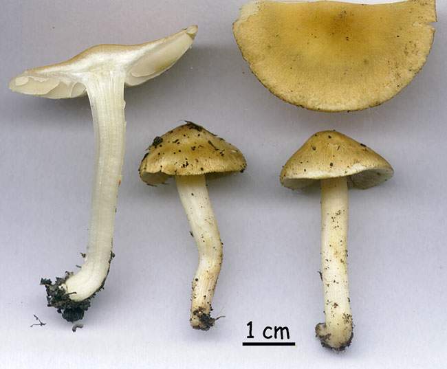 Inocybe auricoma